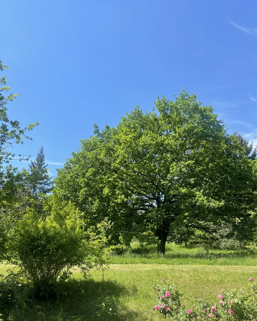 Le grand arbre du jardin et la prairie fauchée autour