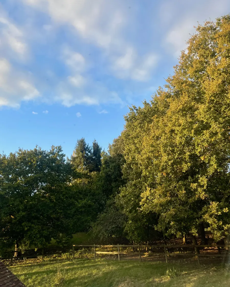 Les arbres fruitiers au fond du terrain clos