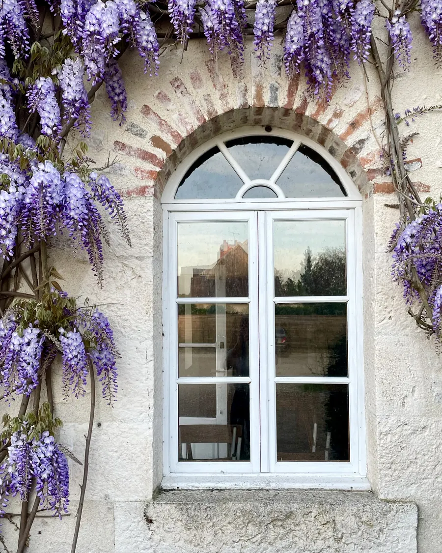 Une glycine en fleur retombant au-dessus d'une fenêtre cintrée encadrée de briques